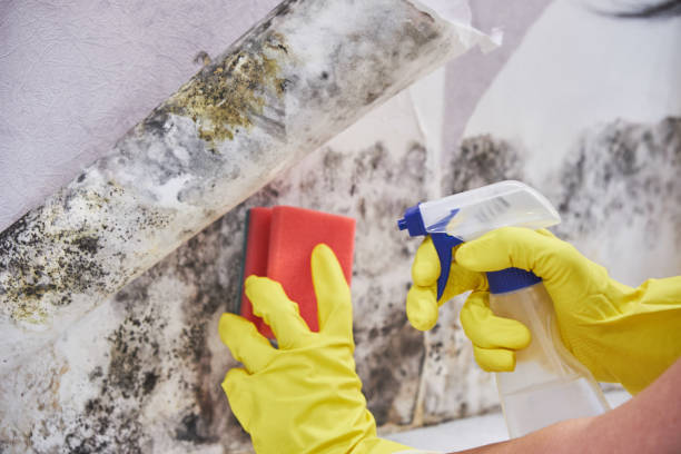 Best Emergency Mold Remediation  in Elkhorn City, KY